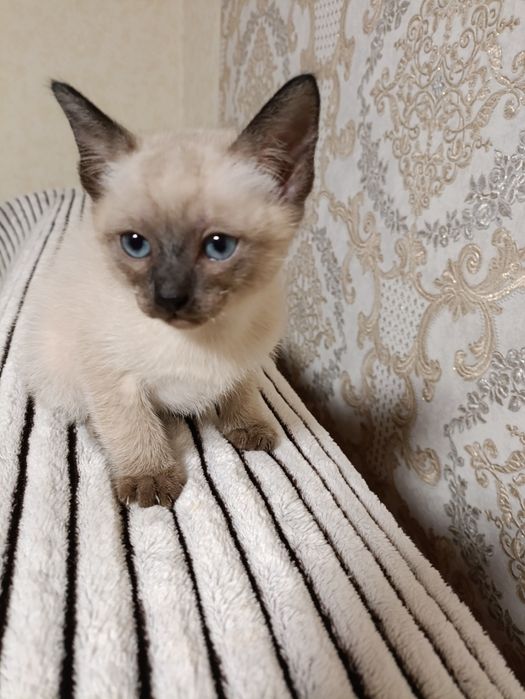 Кошенята меконгського бобтейла