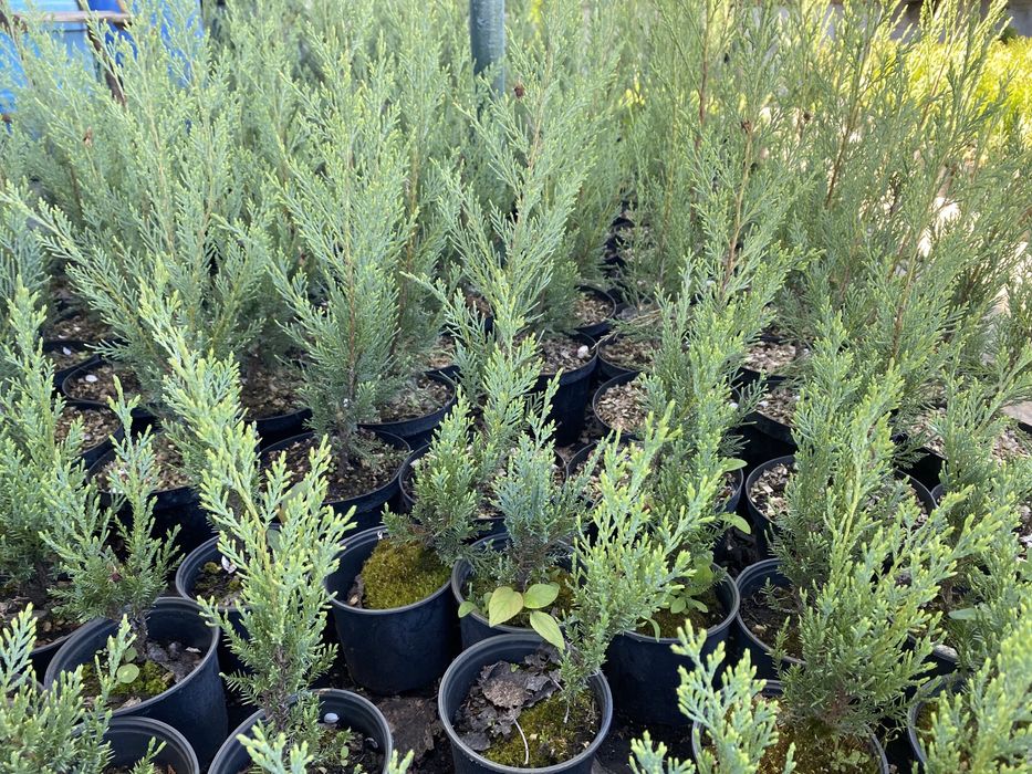 Туя смарагд колумна даника Харьков Солоницевка