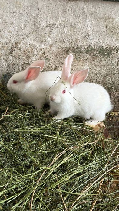Продам королі