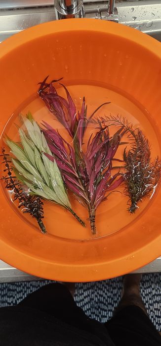 Pack de plantas aquario
