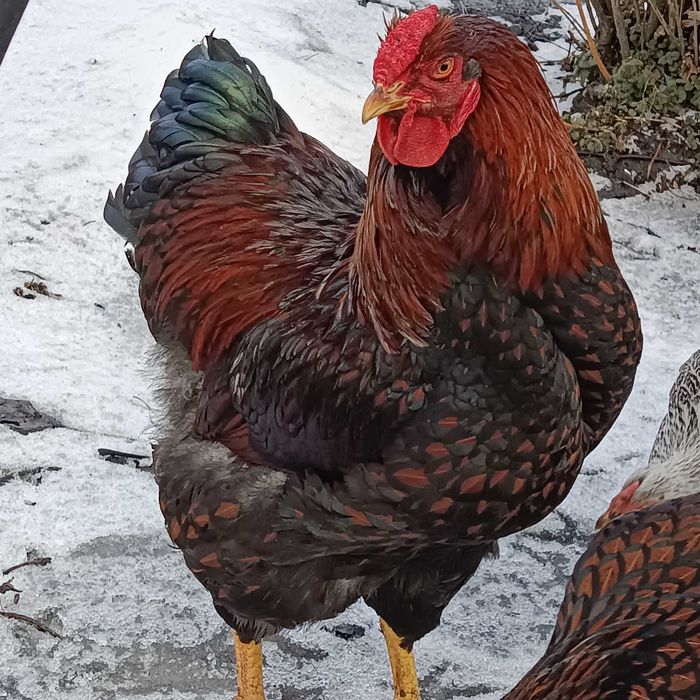 Koguty wyandotte . Jaja lęgowe