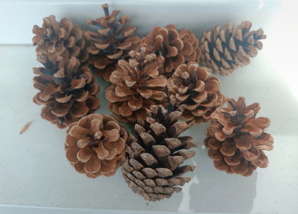 Szyszki, szyszki do dekoracji