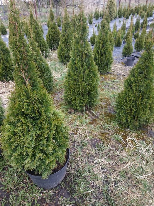 Туя смарагд 200 см 1000 грн
