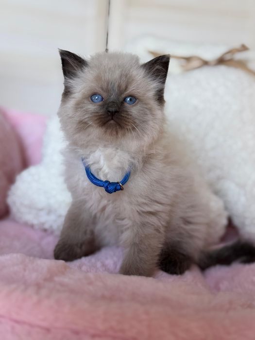 Kocurek ragdoll do rezerwacji