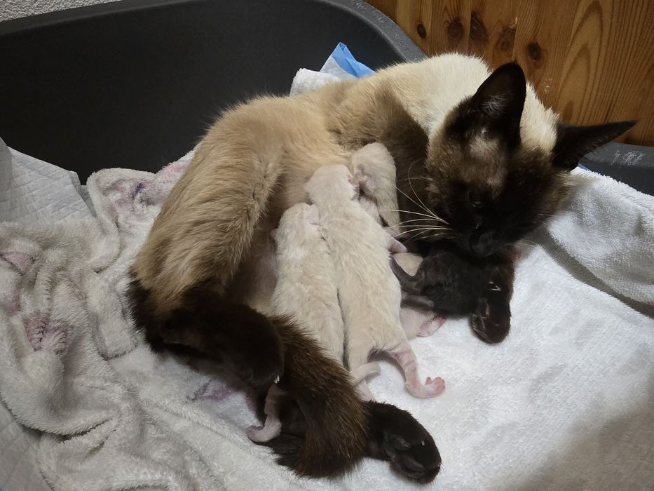 Gatinho Preto para Adoçao Responsavel