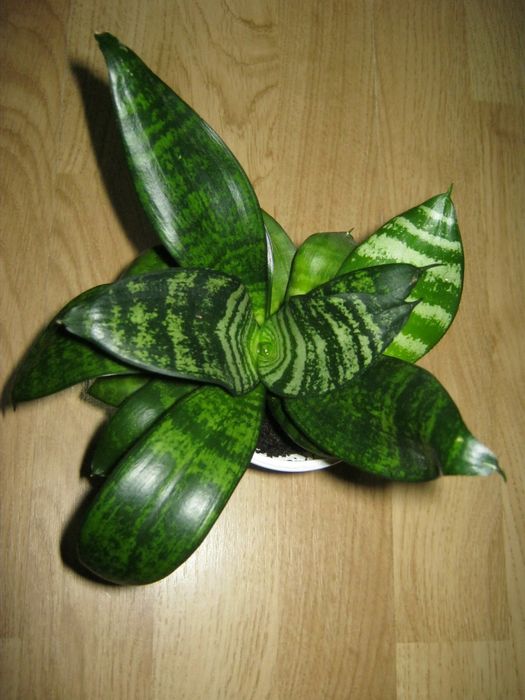 Сансевієрія міні сансев'єра ханні