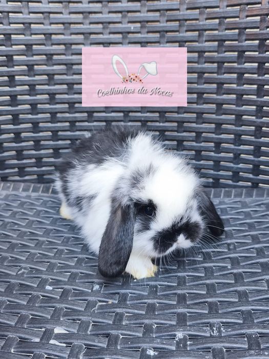 Coelha anã mini lop