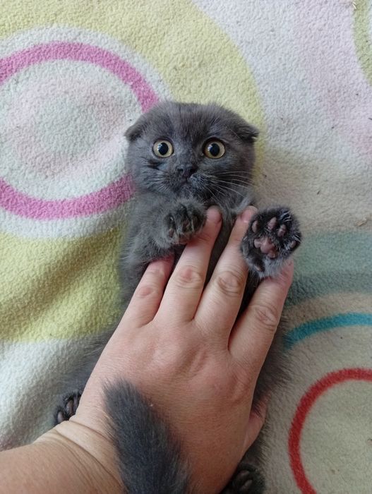 Аліментний хлопчик  шотландський