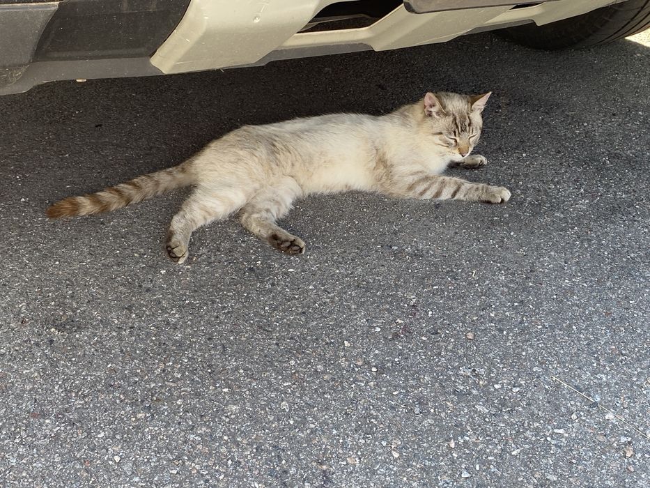 Лагідний котик шукає люблячу сімʼю