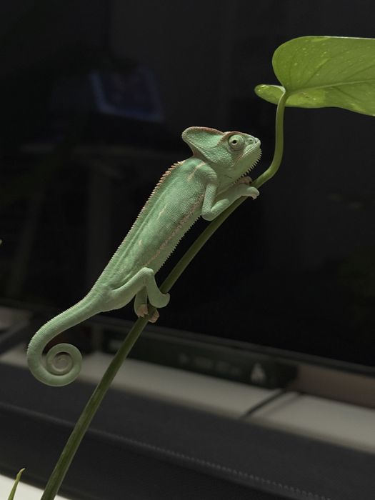 Jaszczurki nadrzewne, 3 miesięczne samce