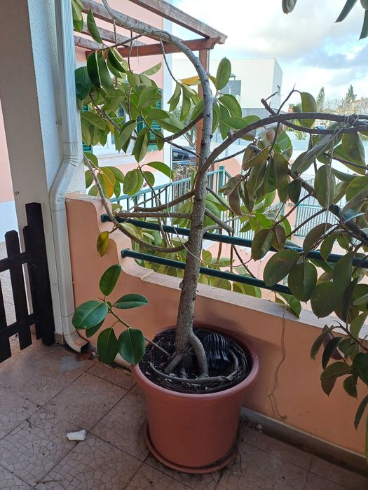 Árvore "Borracheira" (Ficus elastica)