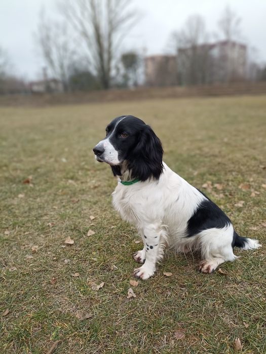 Російський спаніель, хлопчик
