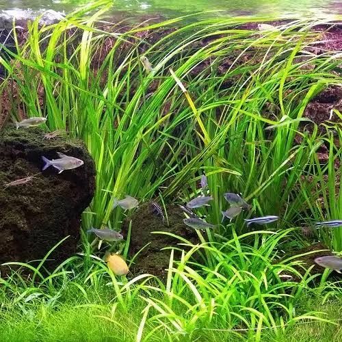 Аквариумные растения