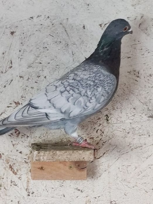 Gołębie pocztowe Opal