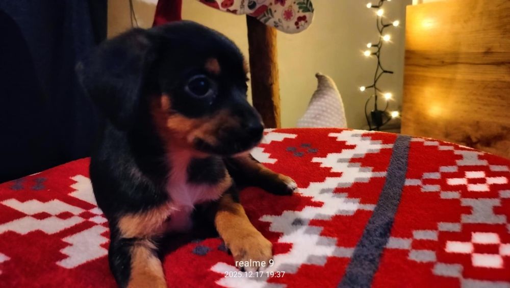 Oddam sunia za darmo