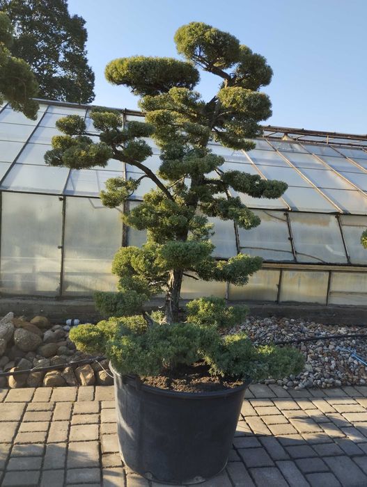 Bonsai Ogrodowe Jałowiec Produkcja własna Szkółka Zalasewo-Swarzędz