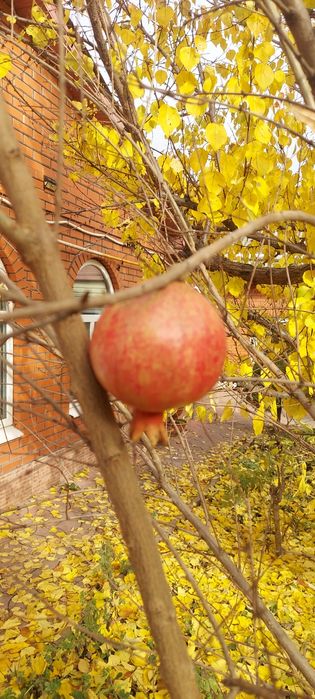 Черенки  инжира   и Гранат