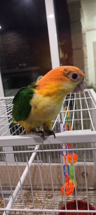 Marianinhas cabeça canela criadas à mão já xexadas.