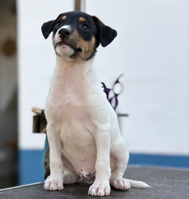 Ratonero Bodeguero Andaluz c/Pedigree