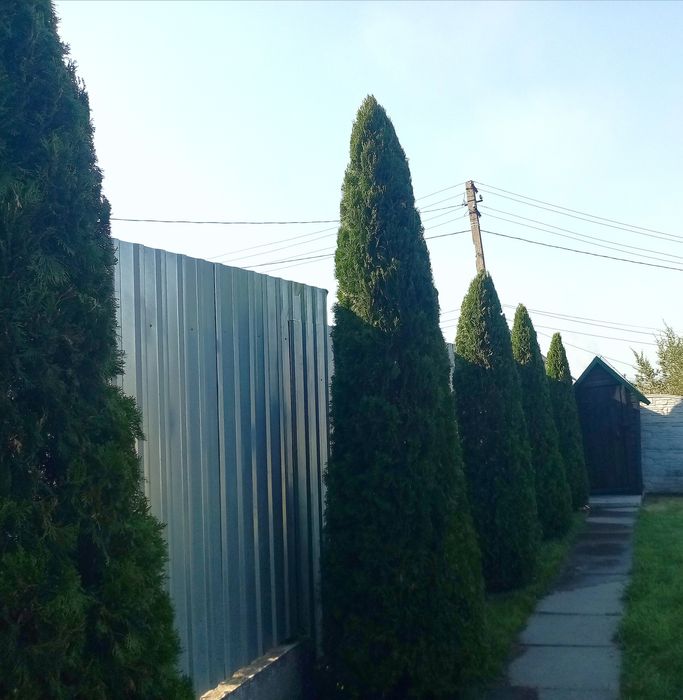 САДОВНИК ;Уход за садом, стрижка, уборка...