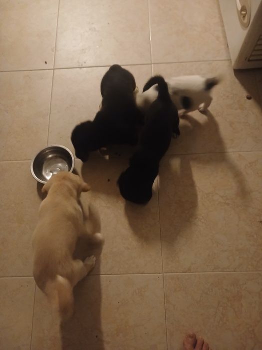 Labradores para adoção