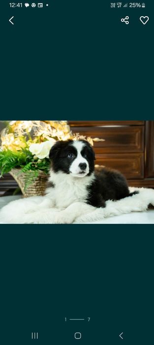 Bolder Collie FCI szczenię