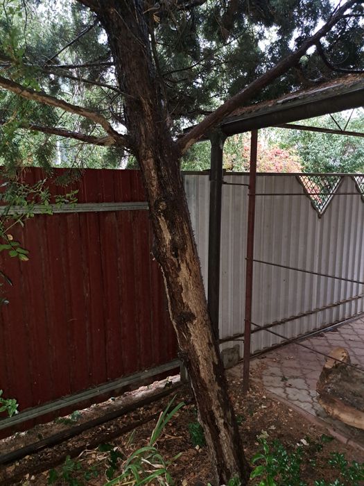 Бесплатно,Деревья под спил на дрова