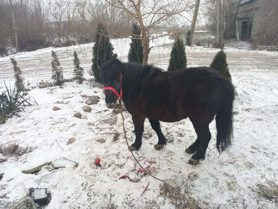 Kucyk klacz szatlandzki