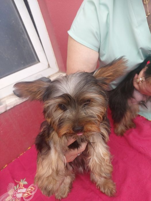Lindo cachorrinho anão Yorkshire