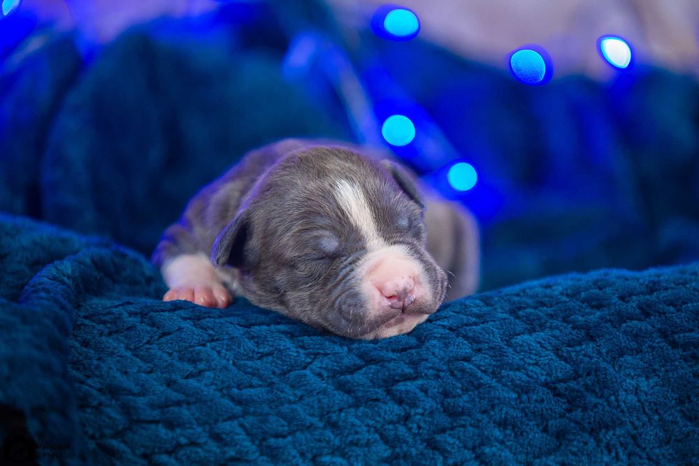 Цуценята амстафф стаффорд розплідник КСУ Харків