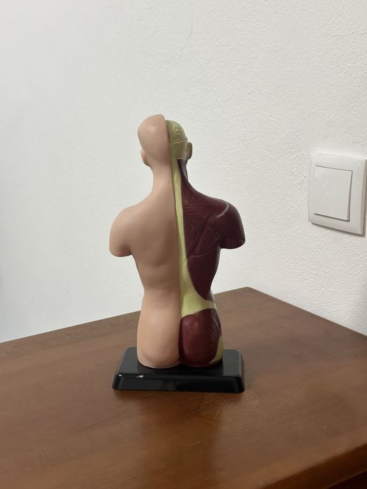 Figura Corpo humano Discovery Chanel
