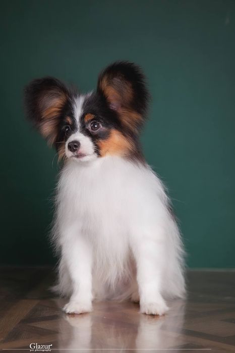 Шикарные щенки папильона