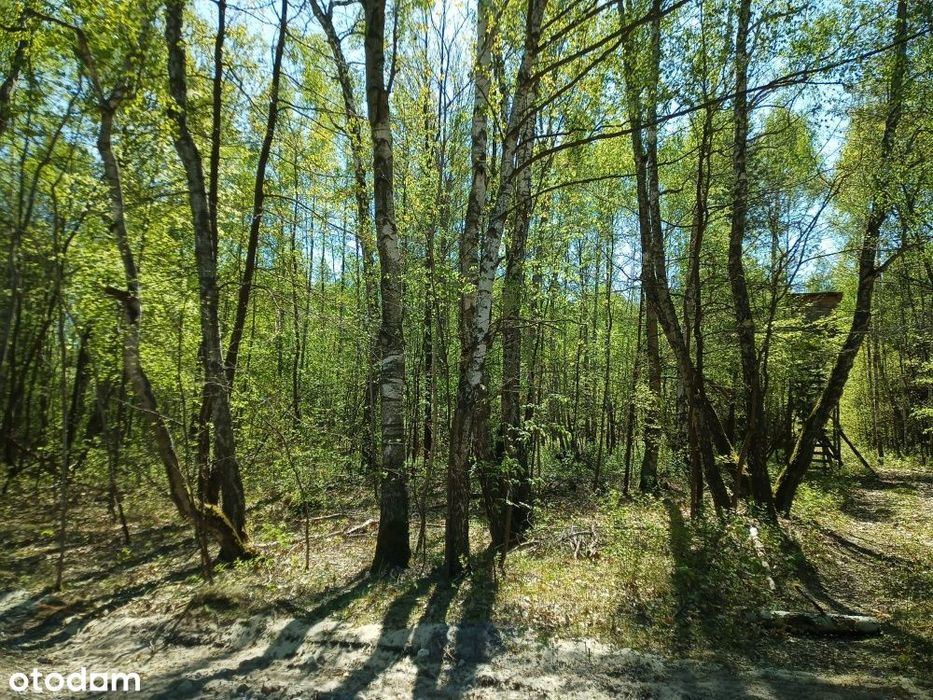 Działka budowlana 2300 m² | Grabina (gmina Chynów) | Bezpośrednio - Widok 4