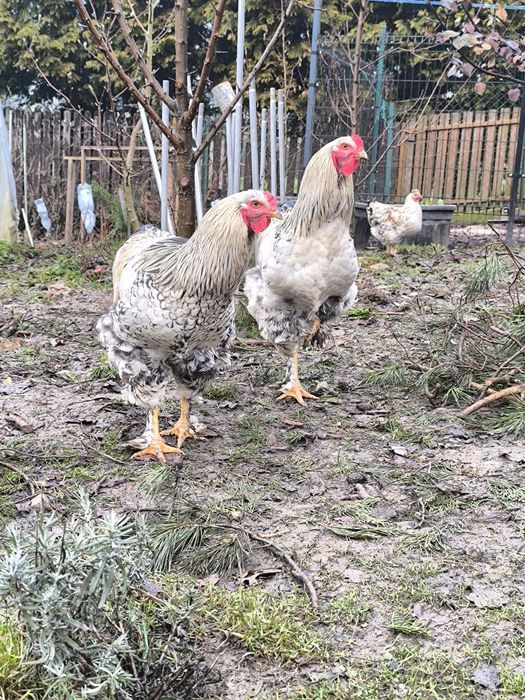 Sprzedam lub wymienię mlode koguty z maja