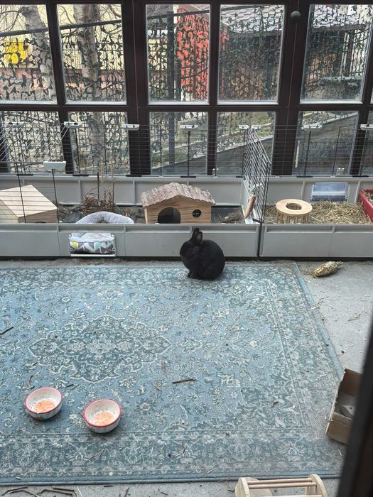 Kroliki Marcinek i Cinnamon do adopcji razem z cala oprawka