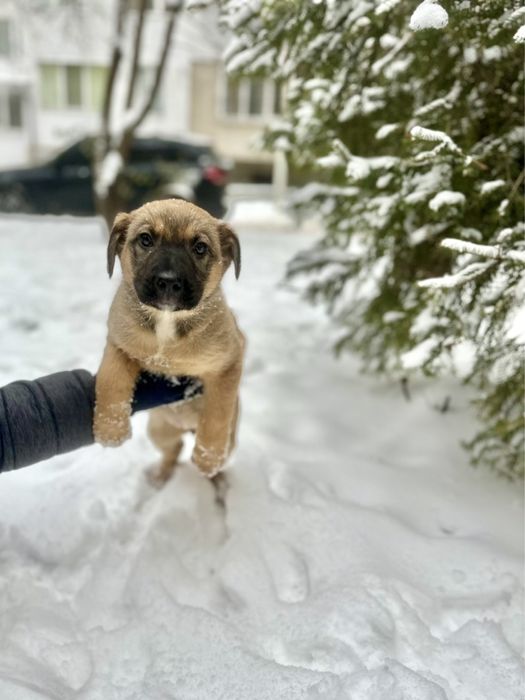 Чудове цуценятко із щепленнями!!!