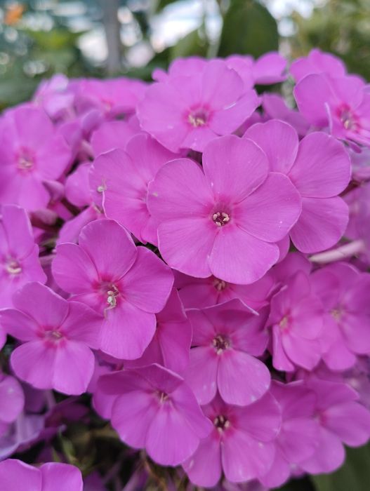 У продажу садові квіти, ліатріси двох кольорів