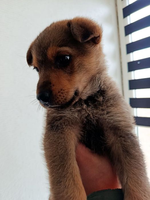 Цуценя хлопчик шукає родину