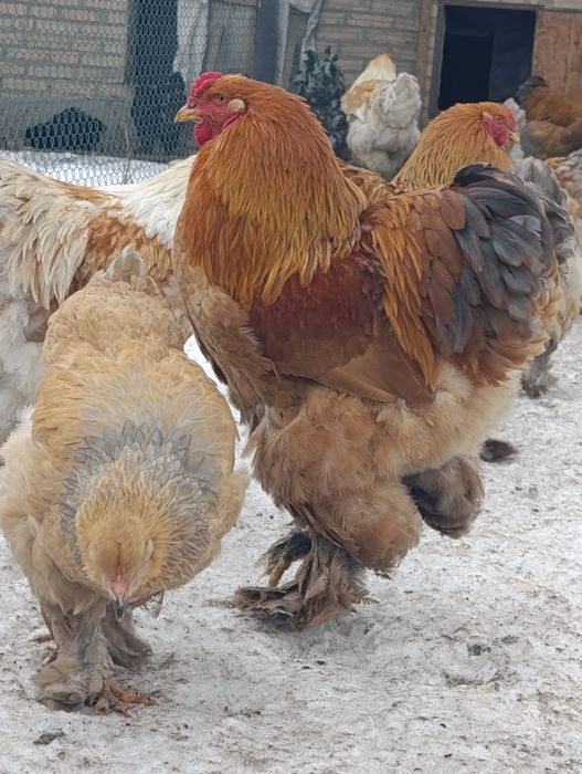 Півень брама лимон,палевоблакитний
