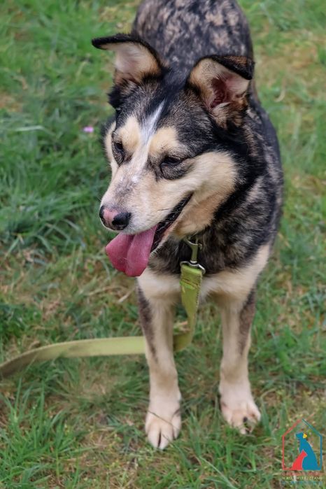 Furcia 165/23 - SZUKA DOMU!