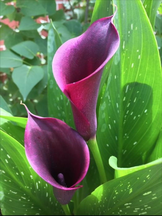 Лукавицы фиолетовой каллы