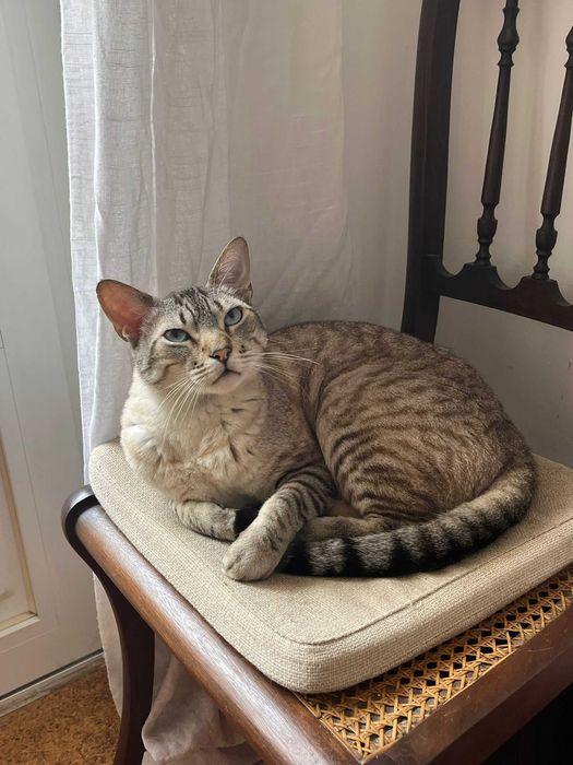 Gato para adoção - Artur