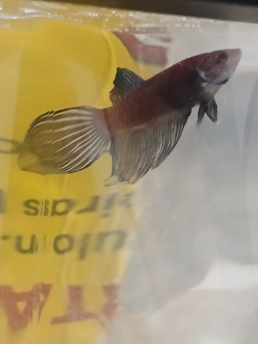 Bettas machos e femeas