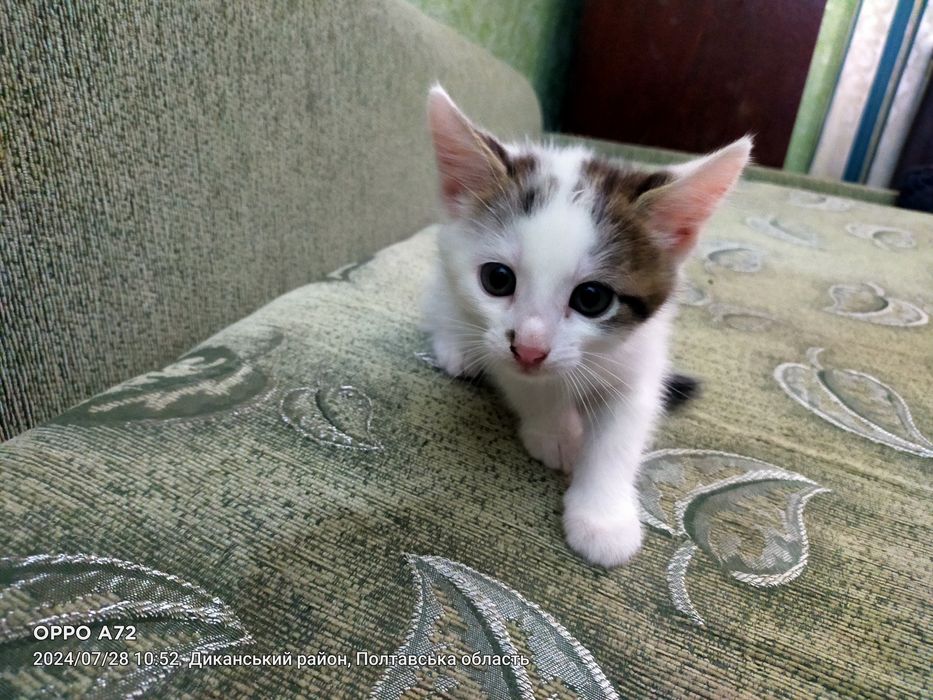 Віддам кошеня в добрі руки.Хлопчик.