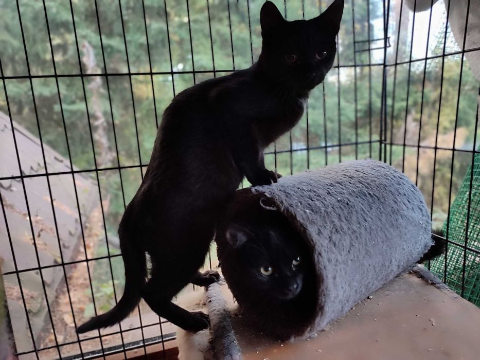 Czarne kocurki 3,5 miesięczne do adopcji