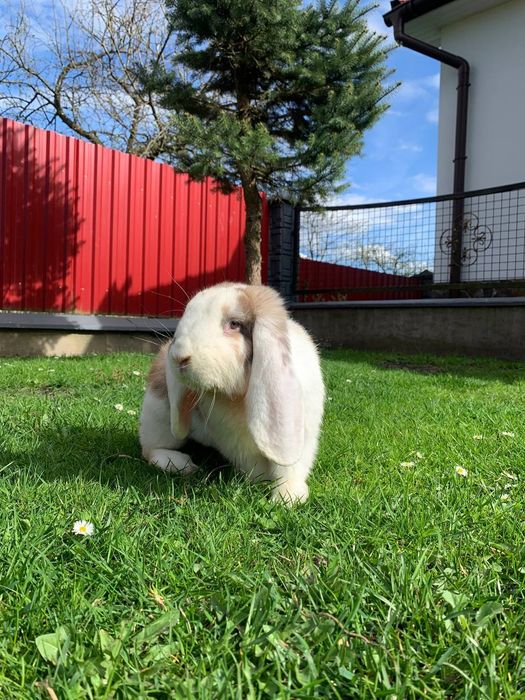 Кролі породи французький баран