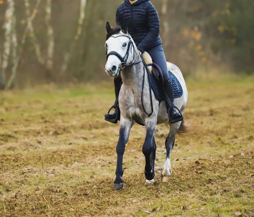Ogier kuc feliński 4 lata