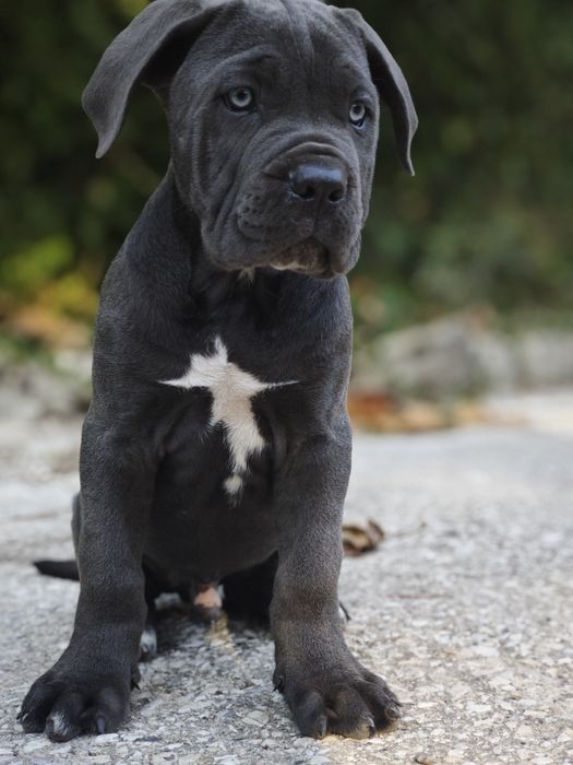 Cane Corso - Macho Cizento