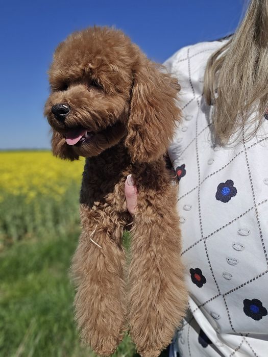 Cavapoo/ zwolniona rezerwacja / dziewczynka po wszystkich szczepieniach