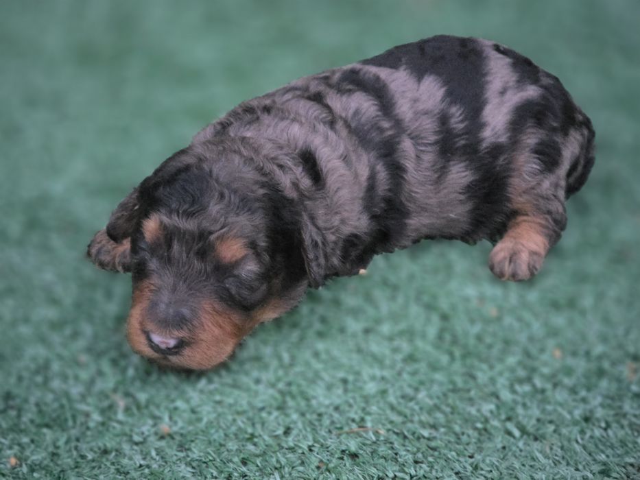 Suczka pudel miniaturowy merle tricolor  z rodowodem
